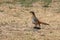 Mountain Zebra National Park, South Africa: Cape-robin chat