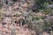 Mountain Zebra National Park, South Africa: Eland - Taurotragus oryx