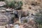 Mountain Zebra National Park, South Africa: Eland - Taurotragus oryx