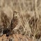 Mountain Zebra National Park, South Africa: Large-billed lark
