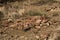 Mountain Zebra National Park, South Africa: war graves from the Anglo-Boer war - unknown soldiers