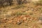 Mountain Zebra National Park, South Africa: war graves from the Anglo-Boer war - unknown soldiers