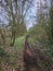 Mountainbike path in de woods