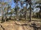 Mountainbike path through the forest of hoge veluwe national park