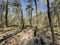 Mountainbike path and sign at the forest of hoge veluwe