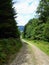 Mountainbike road or path going downhill. Forest path with car tracks.