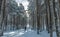 Mountaineer with backpack walks alone with snowshoes through a snowy forest of very tall trees covered with snow