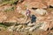 Mountaineer Climber on Rocky Slope