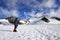 Mountaineer climbing up the Wedgemount Glacier in Garibaldi Park