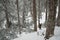 A Mountaineer Walking in the Snow-covered Forest