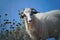 Mountainous Albania, grazing, mountain sheep