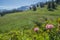 Mountainous of belledone,isere,france