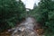 A mountainous clean river flows between stones rocks and mountains covered with green morning forest