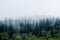 Mountainous Foggy Forest
