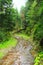 Mountainous river in the forest