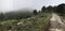 Mountainous terrain populated by pine trees on a foggy day