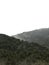 Mountainous terrain populated by pine trees on a foggy day