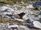 Mountains alpine marmot  stones cute sunshine