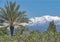 Mountains in the background with palm trees and succulants