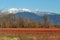 mountains in the background of winter blueberry fields