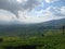 mountains filled with tea plantations