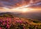 Mountains during flowers blossom and sunrise. Flowers on the mountain hills. Beautiful natural landscape at the summer time