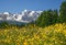 Mountains flowers buttercup yellow meadow