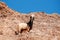 Mountains, goat, desert, landscape, climate change, Dana Biosphere Reserve, Jordan, Middle East