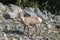 Mountains Goat & x28;oreamnos americanus& x29; also known as the Rocky Mou