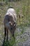 Mountains Goat (oreamnos americanus) also known as the Rocky Mou