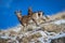 Mountains goats in Kirgizstan