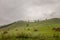 Mountains. Green field with tints of yellow with haystacks and trees far away. Summer, august