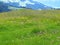 Mountains on horizon flowering meadow in foreground,