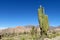 Mountains with huge cactus growing