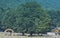 Mountains of Irpinia. Italy. Trees.