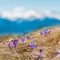 Mountains Landscape in Spring. Wonderful Sunny day Over the Mountains Valley with Purple flower Crocuses