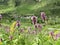 The mountains. plants.flowers