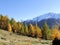 Mountains in south tyrol in italy europe larch forest autumn