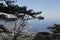 Mountains, view of the sea coast through a dry winter tree without leaves and branches of evergreen coniferous pines