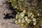 mountains in a wilderness in a national park with native plants and trees in a rainforest in Australia, forest growing in a