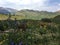 Mountains wildflowers nature green Colorado