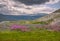 Mountains willow tea flowers clouds overcast