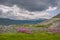 Mountains willow tea flowers clouds overcast