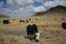 Mountains and yak in Tibet