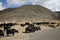 Mountains and yaks in Tibet