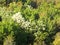 Mountainside with dense vegetation