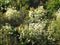 Mountainside with dense vegetation