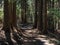 Mountainside hiking trail through a cedar forest near Oyama Afuri Shrine, Isehara, Japan