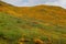 Mountainside of Poppies in Spring