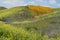 Mountainside Splendor of Poppies and Wild Mustard